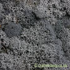 MOUSSE NOIRE PURE/REMÈDE INTEMPOREL/RENTABLE/RÉCOLTE DANS LA NATURE - Product Image 6