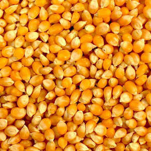 Farine de maïs jaune de qualité supérieure à prix abordable pour l'alimentation des porcs, poissons, chiens, chevaux et bovins, ainsi que pour la boulangerie et l'usage industriel - Product Image 1