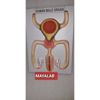 Modèle anatomique d'organe masculin humain MAYALAB en PVC médical, non déchirable, non fonctionnel, avec base en bois, carte-clé, pour les études secondaires et supérieures