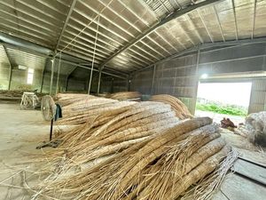 แกนหวายขัด2มม. วัสดุแกนหวายธรรมชาติสำหรับผลิตภัณฑ์งานฝีมือ L01สินค้าเกษตร - Product Image 2