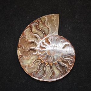 Vente en gros <span class=keywords><strong>de</strong></span> spécimen <span class=keywords><strong>de</strong></span> conque d'<span class=keywords><strong>escargot</strong></span> fossilisé d'ammonite naturelle polie, pierre <span class=keywords><strong>de</strong></span> guérison en cristal, décoration <span class=keywords><strong>de</strong></span> vacances Feng Shui - Product Image 6
