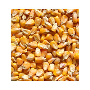 Vente en gros de grains de maïs jaune doux congelés IQF à vendre - Product Image 3