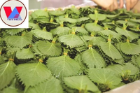 Bubuk Daun Perilla Mentah Kering Murni / Digiling Halus Bebas Pengawet / 100% Alami / Harga Grosir untuk Pembeli dalam Jumlah Besar / Dibuat