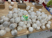 Proveedor confiable de coco fresco-VIET THIEN PHU-Exportador principal de Vietnam-¡Obtenga la mejor cotización hoy!