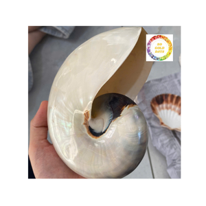 Auténtica carcasa Nautilus con cámara para decoración de oficina en casa, regalo de estilo de casa de playa para amantes del océano - Product Image 1