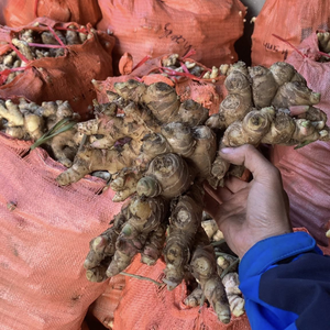 Bulk <b>Fresh</b> <b>Ginger</b> Roots | Vietnamese Origin Premium Quality Yellow Skin - Product Image 3