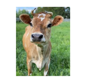 Venta Directa de Fábrica: Vacas Vivas de Origen Sudamericano (Brasil, Argentina, Uruguay) - Ganado Bovino de Grado A para Exportación con Envío Global - Product Image 1