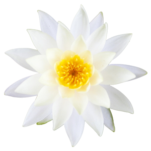 น้ำมันหอมระเหยดอกบัวขาวคุณภาพดีเยี่ยมจากทั่วโลก - Product Image 1