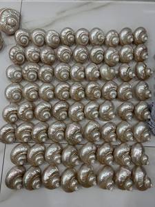 Coquillage naturel poli Vietnam Ocean Craft pour les fournitures de bijoux et les idées de décoration de mariage nautique - Product Image 2