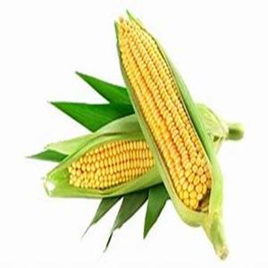 ข้าวโพดธรรมชาติที่อุดมด้วยโปรตีนสำหรับอาหารสัตว์ข้าวโพดแห้งสีเหลือง - Product Image 2