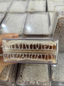 เค้กรังผึ้งผึ้งป่าแบบพรีเมี่ยมเค้กรังผึ้งแท้หลายดอกรังผึ้งบริสุทธิ์น้ำผึ้งแสนอร่อย500กรัม/กล่อง - Product Image 3