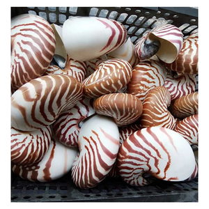 Grande vis célèbre conque naturelle Nautilu coquille étoile de mer artisanat décoration décor naturel coquillages décoration naturelle de la maison - Product Image 3