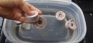 พ็อดทําสวนที่ยั่งยืนขายร้อนทําจากเส้นใยมะพร้าว 100% จากข้อมูลทองคํา 99 ในเวียดนาม - Product Image 2