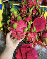 Buah Naga Merah Laris Manis Pitaya Buah Tropis Dari Peternakan Vietnam Siap Ekspor ke Uni Eropa, Australia, AS