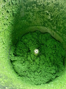 CLEAN <b>LABEL</b> FROZEN LEAVES / CASSAVA / NATURAL GREEN / <b>PLANT</b> PRODUCT - Product Image 5