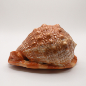 Coquille décorative en rufa Cypraecassis pour les expositions de la vie marine, les collections de coquillages et les cadeaux inspirés de l'océan - Product Image 3