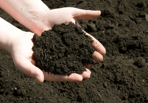 Vermicompost Biologique - Engrais Naturel - Nutrition des Plantes - Agriculture Durable - Product Image 5