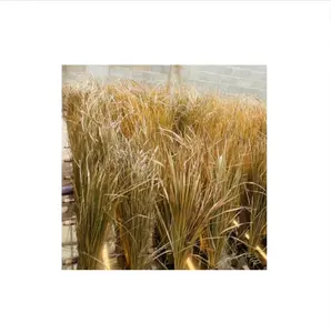 Ốc Đảo Kỳ Lạ với mái lợp cỏ tự nhiên-Vật liệu lợp bền vững và xanh được sản xuất tại Việt Nam