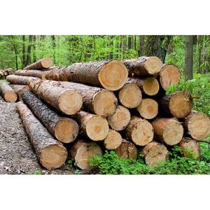 Bois de feuillus de qualité supérieure, bois séché au four pour meubles et sols - Product Image 5