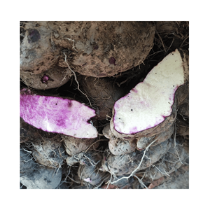 Rodajas de Ñame Congeladas de Vietnam, Cortes de Tubérculo para Cadenas de Hotpot, Listas para Cocinar, Paquetes al por Menor y Marca Privada OEM - Product Image 4