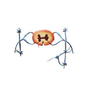 Modelo de médula espinal y nervios de PVC blanco y gris en forma de mariposa para entrenamiento en ciencias médicas - Product Image 1