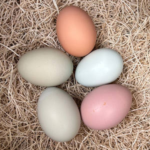 ไข่ไก่แบบมีโต๊ะสำหรับฟาร์มแบบสดไข่ไก่ไก่สีน้ำตาลและสีขาวออร์แกนิค - Product Image 2