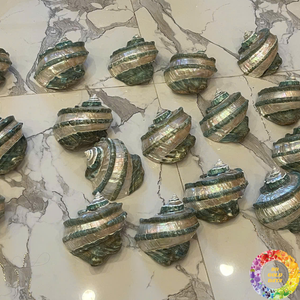 Grande coque Turbo Marmoratus pour décoration d'aquarium Intérieurs à thème côtier Exportation Acheteurs au détail-Caryln - Product Image 1