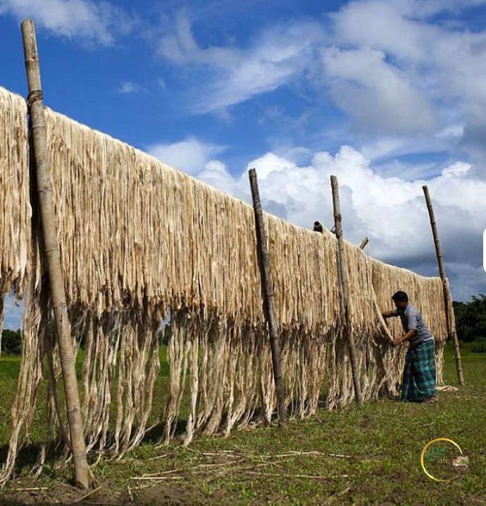Высококачественный продукт из сырого джутового волокна Bangladeshi