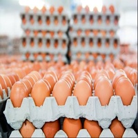 Œufs fertiles pour poulets de chair (boîte de 360 œufs) Œufs bruns et blancs à vendre
