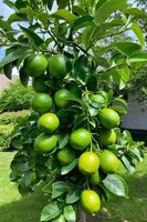 Vietnamese Citrusvrucht Zaadloze Rijpe Lime Verse Groene Premium Export Kwaliteit Gezond Natuurlijk VIOT Merk 6cm 0,1kg 12 Maanden