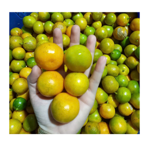 Gemme de calamansi congelée du Vietnam: Flash-Frozen, naturellement originaire de calamansi frais, emballé avec du zeste d'agrumes pour les amateurs de nourriture - Product Image 5
