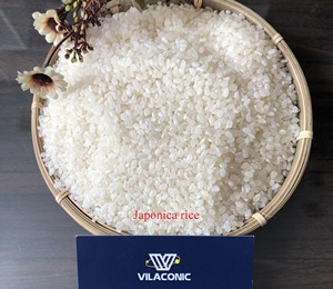 Riz blanc japonica biologique, texture dure, riz à grains courts, séché, Vilaconic JP01, durée de conservation de 24 mois, récolte du Vietnam 2024 - Product Image 2