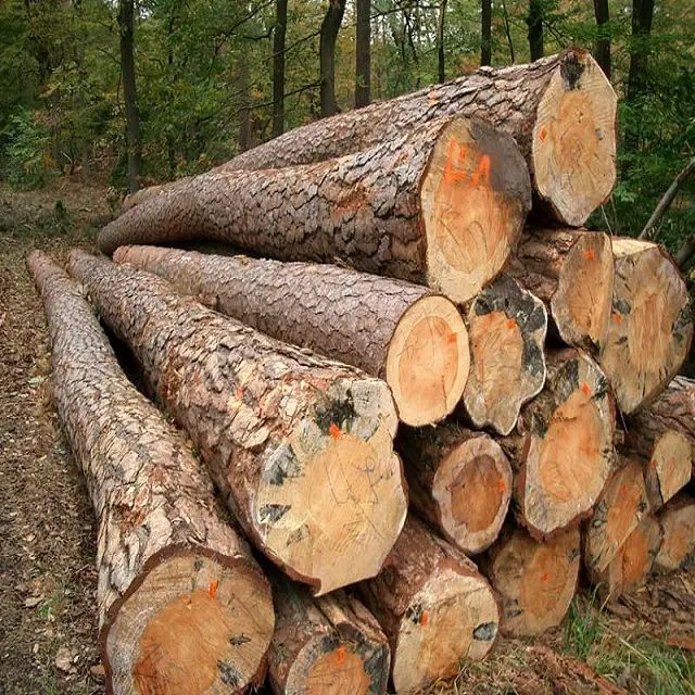 Whole sale price PINE SPRUCE BIRCH OAK ASH LOGS/TIMBER and eucalyptus timber wood logs/crude wood