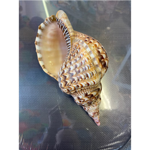 Conchas Marinas Tritón Grandes al por Mayor, Concha de Trompeta para Venta, Conchas Marinas Coleccionables, Proveedor de Decoración para el Hogar a Partir de 99 GD - Product Image 2