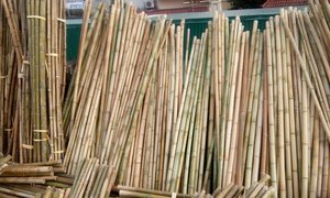 Bâtons en bambou tonkin de taille personnalisée, poteau en bambou jaune de haute qualité, piquets en bambou - Product Image 6