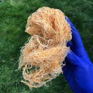 GCAP Sea Moss-Musgo irlandés-Seamoss Raw Organic-Dry Sea Moss - Natural Wildcrafted Seamoss - Product Image 2
