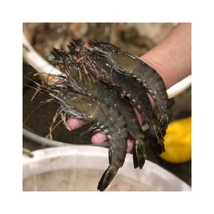 Crevettes tigrées fraîches à prix d'usine disponibles pour les acheteurs mondiaux et les commerçants de fruits de mer - Product Image 5