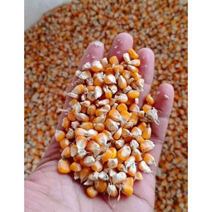 เมล็ดข้าวโพดสีเหลืองปลอดจีเอ็มโอเกรดสูงข้าวโพดเลี้ยงสัตว์แบบออร์แกนิก - Product Image 4
