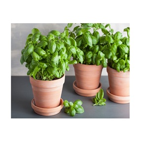 Macetas y jardineras de arcilla de diseño cuadrado de terracota bohemio multicolor al por mayor - Product Image 1