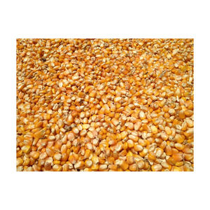 Maïs jaune/maïs jaune pour la consommation humaine, maïs jaune/maïs jaune pour l'alimentation animale, pop-Corn de turquie - Product Image 5