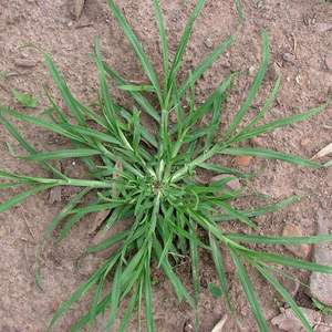 Poudre de plante de Paragis séchée, herbe de l'oie, Eleusine Indica, Poaceae ayurvédique, à base de plantes, du Vietnam - Product Image 6