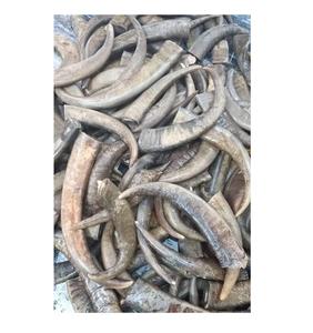 แตรควายหัวกลมปลายดิบธรรมชาติ - Product Image 2