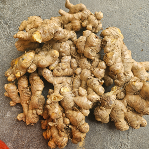 Raíz de jengibre fresca vietnamita, naturalmente nutritiva y sabrosa para cocinar remedios herbales de té - Product Image 3