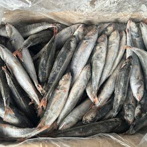 Poisson-sardine à ailerons courts entier congelé du Vietnam IQF BQF en vrac - Product Image 5