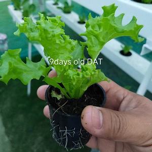 Sistemas Hidropónicos Industriales de Interior con Torre Aeropónica para la Recolección Continua de Cultivos - Product Image 6