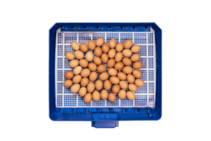 Excellent Wholesale Automatic Digital <b>Egg</b> Incubator Lumia 56 <b>Eggs</b> Heat Resistant Expert Electric <b>Egg</b> Incubators Made in Italy - Product Image 2