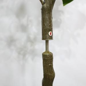 Arbre de Camélia Artificiel - Fleur Blanche Réaliste, Écologique, Résistant à l'Eau, Plante Décorative Intérieure/Extérieure - Product Image 3