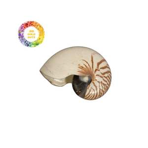 Coquillages Nautilus écologiques-Artisanat naturel de haute qualité pour une décoration unique et des bijoux durables - Product Image 1