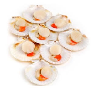 Vieiras congeladas IQF, carne de vieira congelada - Product Image 3