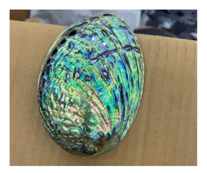 Coquille d'ormeau naturelle en vrac prêt à exporter/coquille d'ormeau idéal pour les bijoux, la décoration, l'artisanat-Vietnam Top Export Product - Product Image 3